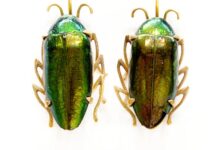 Moissanite Earrings The Modern Brazilian Beetle